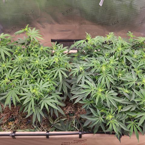 Zuminati #1 growlog timeline photo