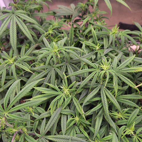 Zuminati #1 growlog timeline photo