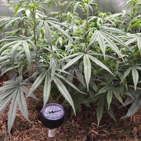 Zuminati #1 growlog timeline photo