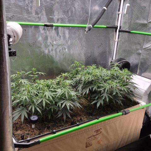 Zuminati #1 growlog timeline photo