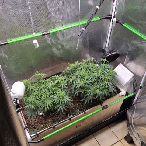 Zuminati #1 growlog timeline photo