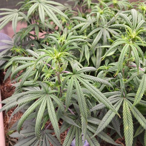 Zuminati #1 growlog timeline photo