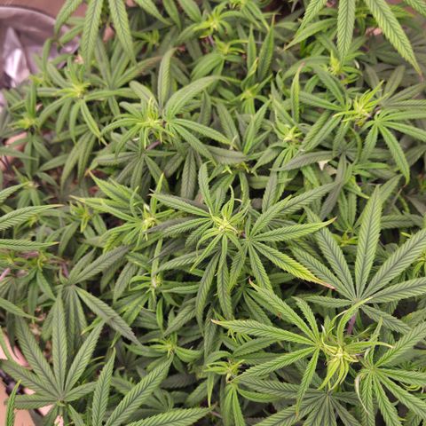 Zuminati #1 growlog timeline photo