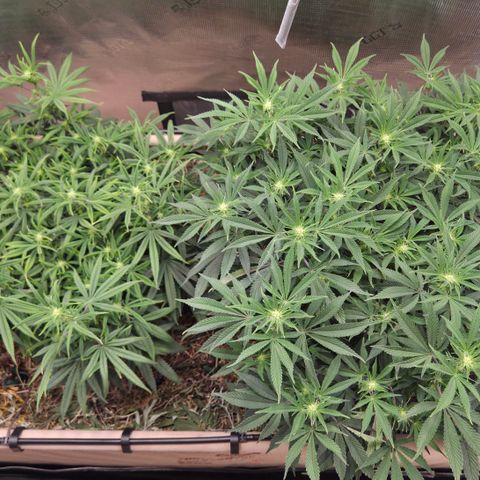 Zuminati #1 growlog timeline photo