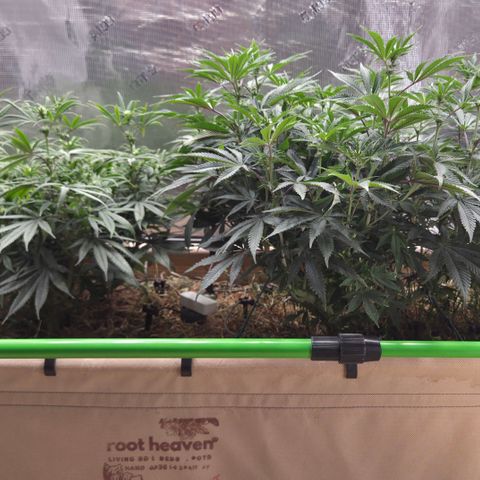 Zuminati #1 growlog timeline photo