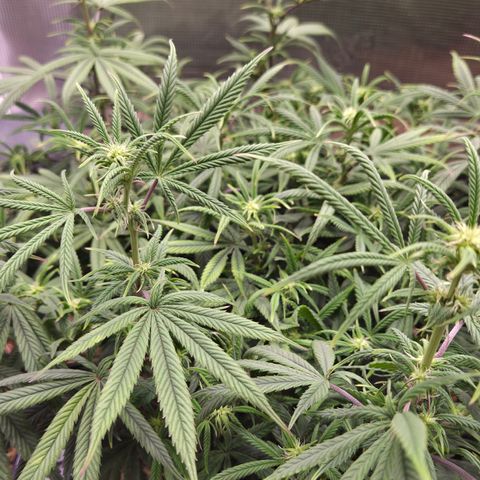 Zuminati #1 growlog timeline photo