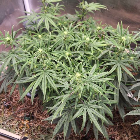 Zuminati #1 growlog timeline photo