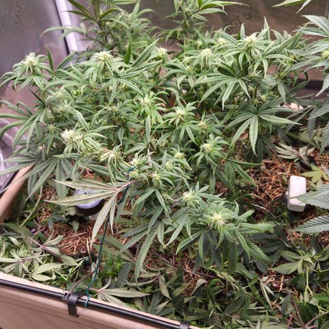 Zuminati #1 growlog timeline photo