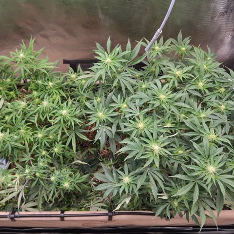 Zuminati #1 growlog timeline photo