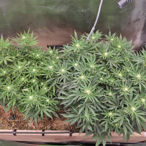 Zuminati #1 growlog timeline photo
