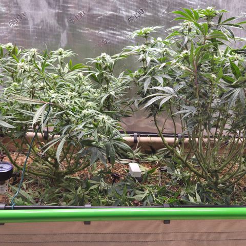 Zuminati #1 growlog timeline photo