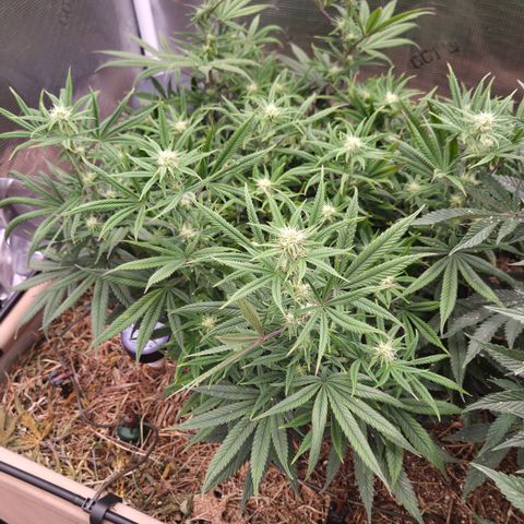 Zuminati #1 growlog timeline photo