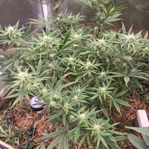 Zuminati #1 growlog timeline photo