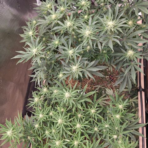 Zuminati #1 growlog timeline photo