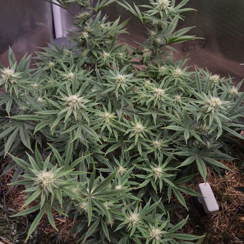 Zuminati #1 growlog timeline photo