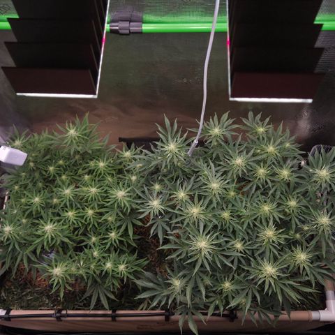 Zuminati #1 growlog timeline photo