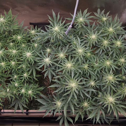 Zuminati #1 growlog timeline photo