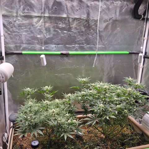 Zuminati #1 growlog timeline photo