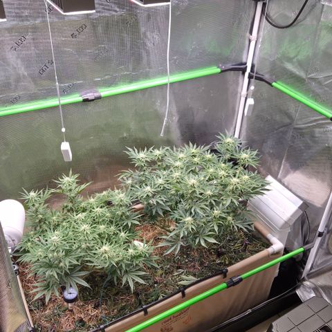Zuminati #1 growlog timeline photo