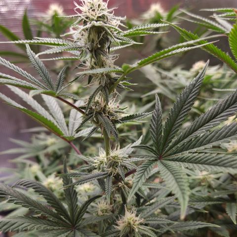 Zuminati #1 growlog timeline photo