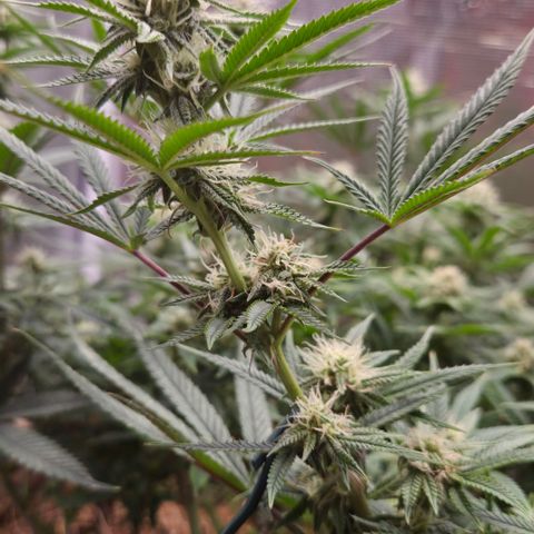 Zuminati #1 growlog timeline photo