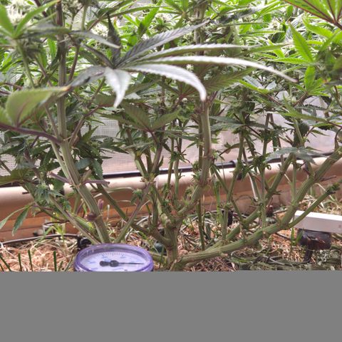 Zuminati #1 growlog timeline photo