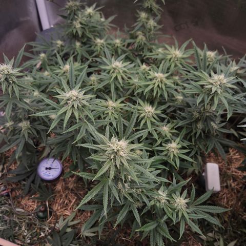 Zuminati #1 growlog timeline photo