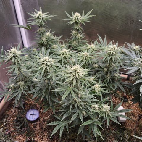Zuminati #1 growlog timeline photo