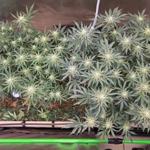 Zuminati #1 growlog timeline photo