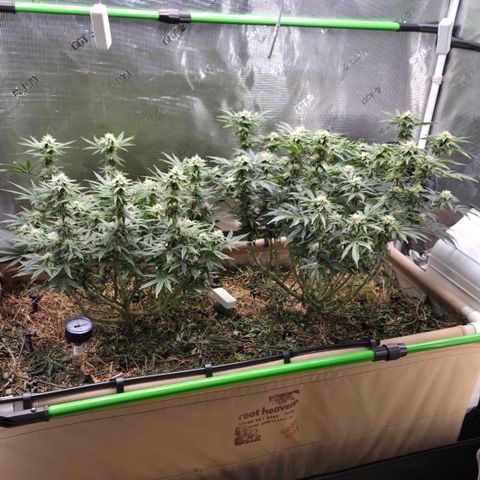 Zuminati #1 growlog timeline photo