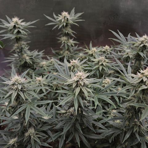 Zuminati #1 growlog timeline photo