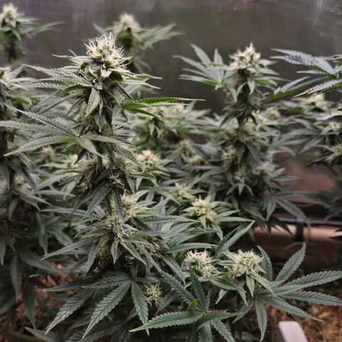 Zuminati #1 growlog timeline photo