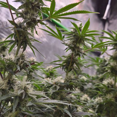 Zuminati #1 growlog timeline photo