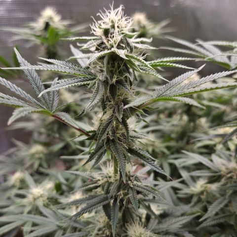 Zuminati #1 growlog timeline photo