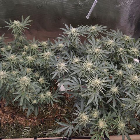 Zuminati #1 growlog timeline photo