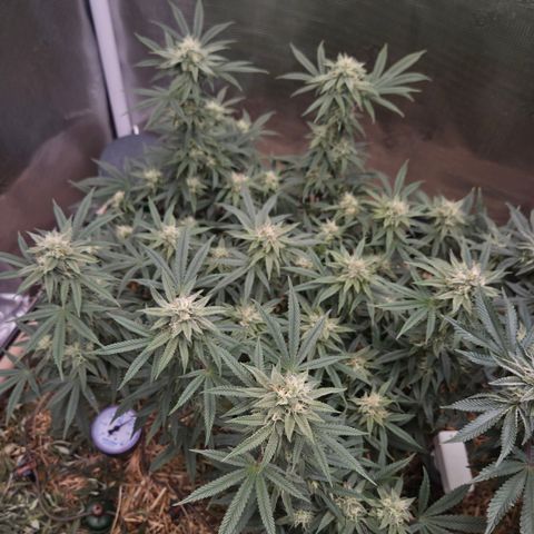 Zuminati #1 growlog timeline photo