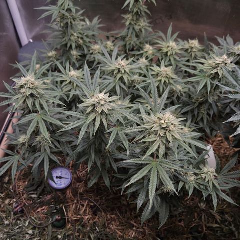 Zuminati #1 growlog timeline photo