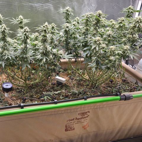 Zuminati #1 growlog timeline photo