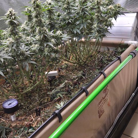 Zuminati #1 growlog timeline photo