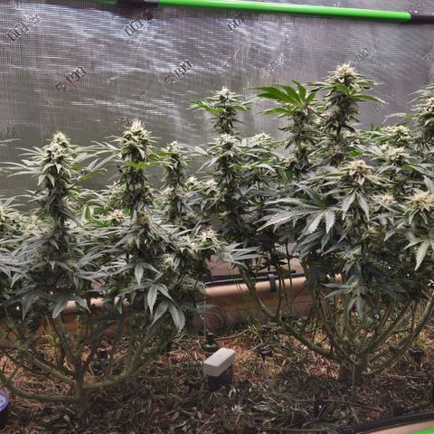 Zuminati #1 growlog timeline photo