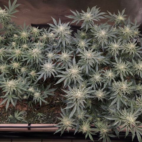 Zuminati #1 growlog timeline photo