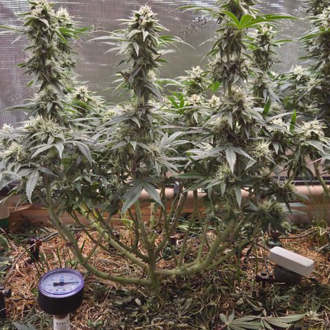 Zuminati #1 growlog timeline photo
