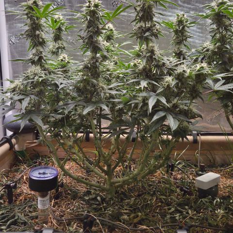 Zuminati #1 growlog timeline photo