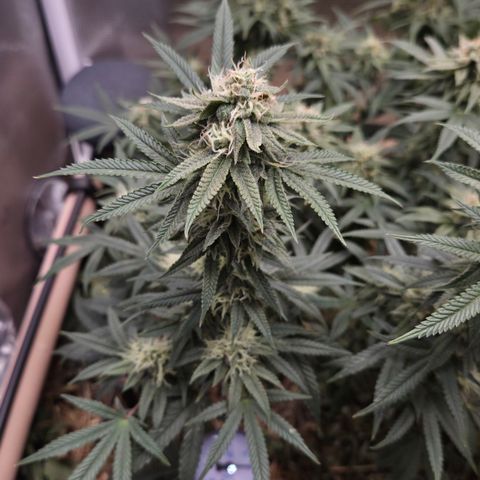 Zuminati #1 growlog timeline photo
