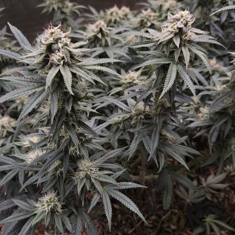 Zuminati #1 growlog timeline photo