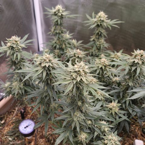 Zuminati #1 growlog timeline photo