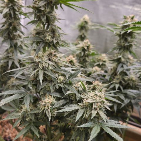 Zuminati #1 growlog timeline photo