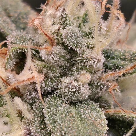 Zuminati #1 growlog timeline photo