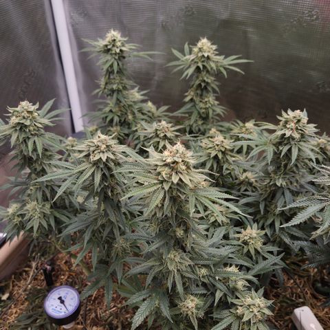 Zuminati #1 growlog timeline photo