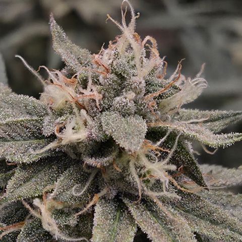 Zuminati #1 growlog timeline photo
